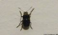 Araecerus fasciculatus